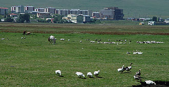Gänse und Pferdeweide bei Ardahan