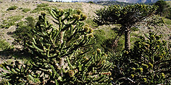 Details der Kronen der Araukarienbäume