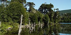 Wald am Ufer einer Lagune im Conguillío-Park