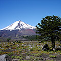 Araukarie vor dem Vulkan Llaima, Chile