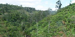 Aufstieg ins Regenwaldgebiet