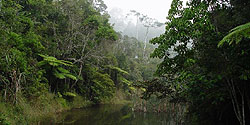 Regenwald im Analamazaotra Naturreservat