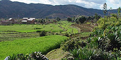 Grüne Reisterrassen bei Betafo