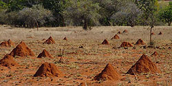 Termitenhügel in der Savanne