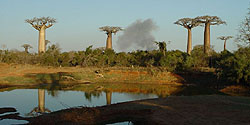 Baobabwäldchen bei Morondava