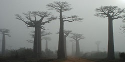 Majestätische Baobabs im Morgennebel