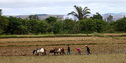 Bauern am Pflügen eines Reisfeldes