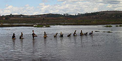 Krebsfischerinnen bei Antsirabe
