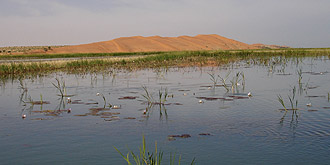 Seerosen und die Rosa Düne am Niger bei Gao