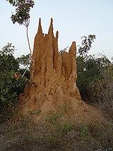 Termitenhügel in der Nähe von Koutiala