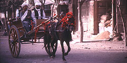 Geschmückte Pferdekutsche in Maimana