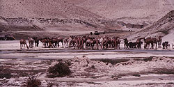 Kamelherde im Tal von Band-i-Amir