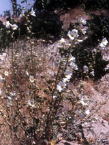 Weisse Wildblume
