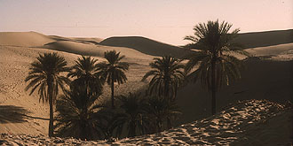  Palmen inmitten der Dünen des grossen Ergs