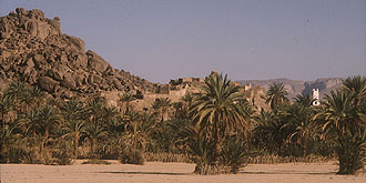 Dattelpalmenhaine in Oued von Djanet