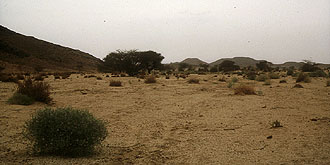Oued zwischen Djanet und Tamanrasset