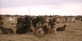 Kamel- und Schafherden im Oued Tamanrasset
