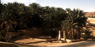 Palmenhain und Brunnen im M'zab