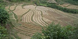 Reisfelder südöstlich der Stadt Thầt Khê