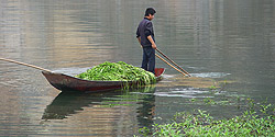 Ernten von Wasserpflanzen bei Cao Thắng
