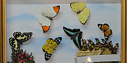 Schmetterlingsidylle ebenfalls im Bilderrahmen