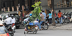 Transport von Zimmerpflanzen auf dem Moped