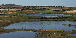 Sumpflandschaft am Weissen See bei Hồng Lâm