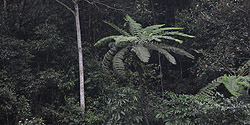 Farnpalme im Regenwald am Hộ Chí Minh Highway