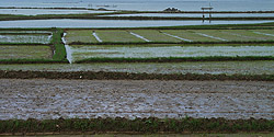 Reisfelder am Ufer des Golfs von Cau Hai